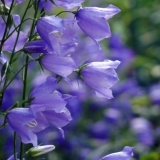 Cvijeće slično zvonima: fotografije i imena, zatvoreno, vrtno